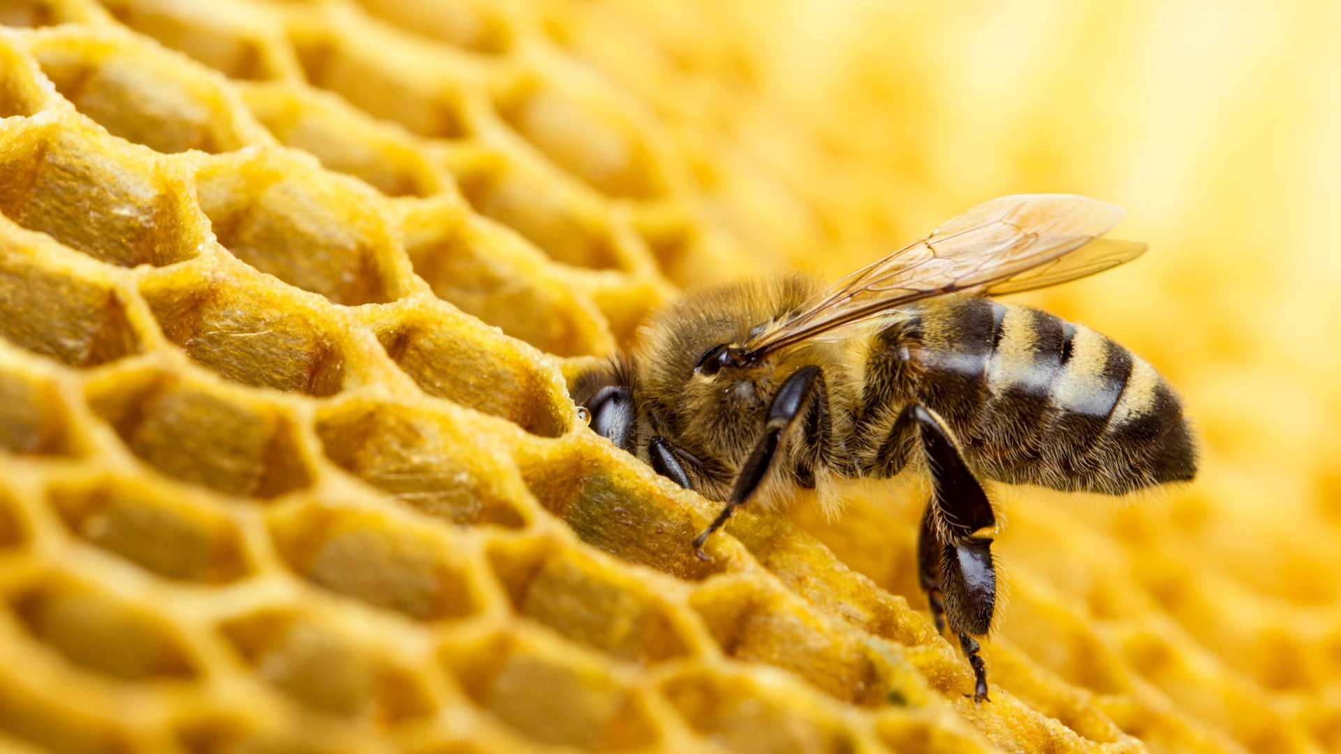 Nahaufnahme von Bienenwaben mit Bienen